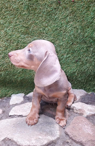 Imagen 2 de 2 de Mini Salchichas Beige