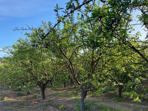 Agrícola En Venta En Cabildo