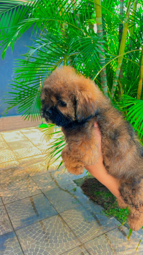 Filhotes Shihtzu