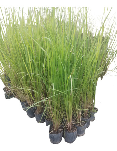 Paspalum Haumanni - Planta Gramínea Pleno Sol - Maceta 4 Lts