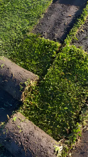 comprar Grama Bahiana En Rollos! Productor Directo.