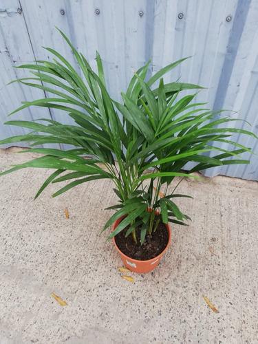 Palmera Areca 