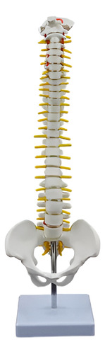 Modelo Anatómico Columna Vertebral