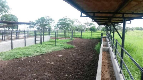 Imagen 14 de 16 de Venta Finca En Yaracal Estado Falcón