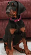 Comprar Doberman Cachorros Súper Calidad Vip