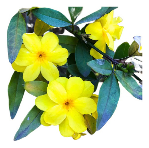 100 Sementes Jasmim Amarelo Com Manual De Cultivo