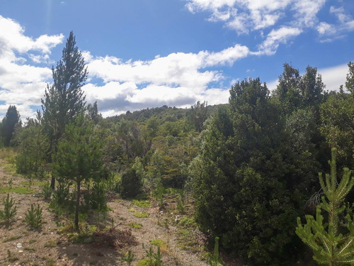 Imagen 3 de 12 de Sobre Ruta 40 - El Foyel