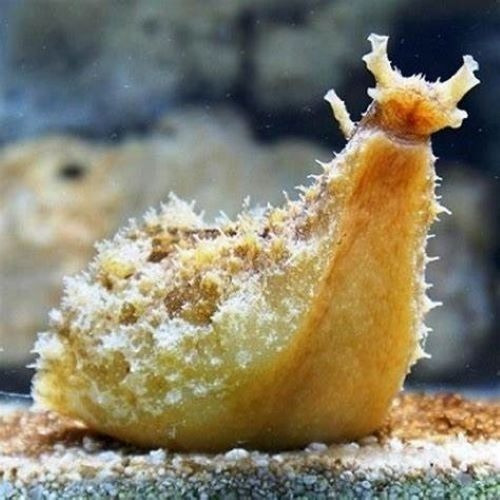Invertebrado Marino - Dolabella Auricularia