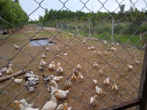 Imagen 1 de 5 de Huevos Fertil Gallinas Gallos Pollitas