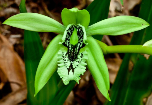 Orquidea Coelogyne Pandurata | Parcelamento sem juros