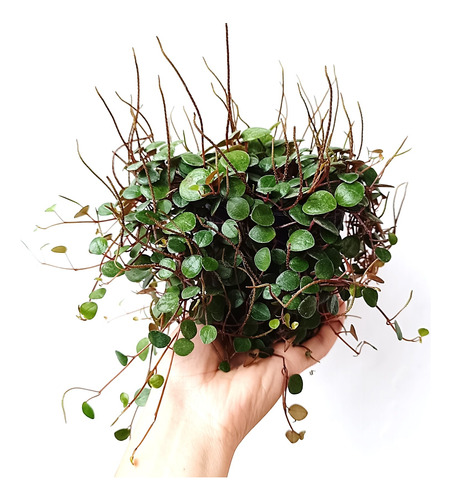 Peperomia Pepperspot - Planta Pequeña Colgante