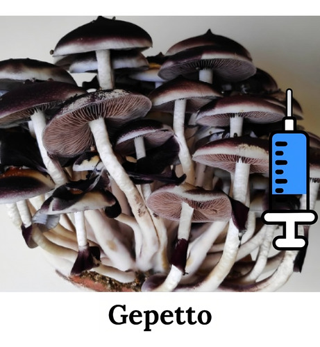 Cultura Líquida Cogumelo Gepetto