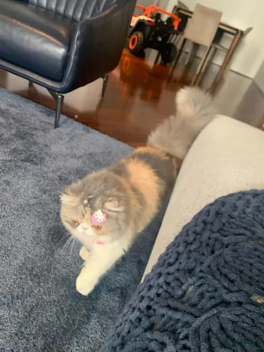 Gata Pérsia