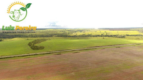 Imagem 14 de 15 de Fazenda À Venda Em Aparecida Do Rio Negro - To -1331 Hec (agricultura) - 1925
