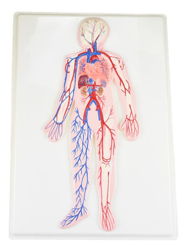 Lámina De Sistema Circulatorio, Anatomía Educación Medicina