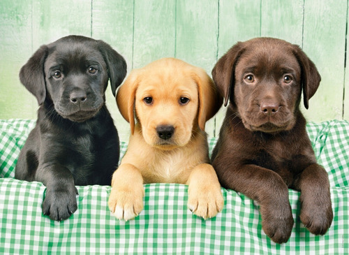 Rompecabezas Cachorros Labrador 1000pz