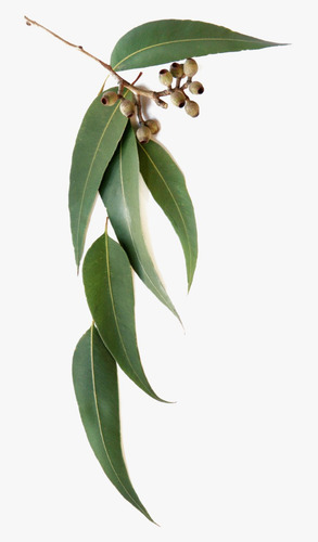 Imagem 1 de 10 de 200 Sementes Eucalipto Azul Eucalyptus Globulus
