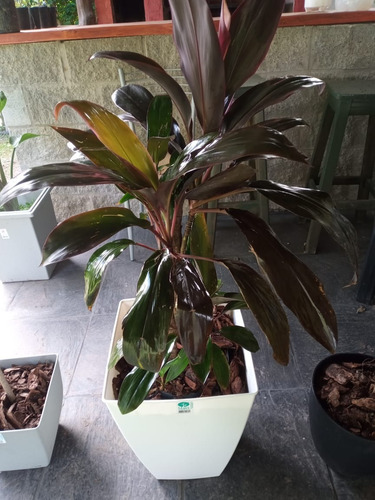 Dracena Rubra Interior Hermosa - Ent.gratis Caba Y Gba
