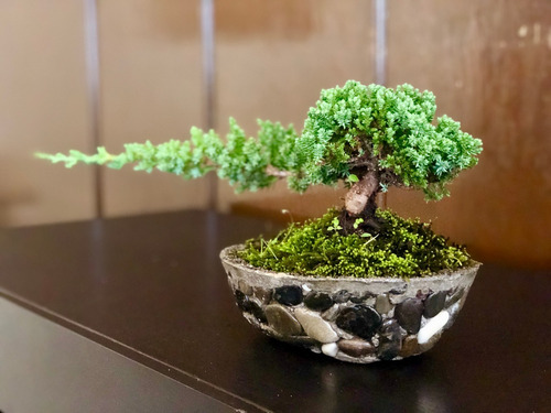 Bonsai Junipero Rastrero 5 Años Base De Piedra