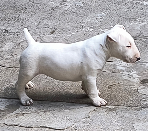 Bull Terrier