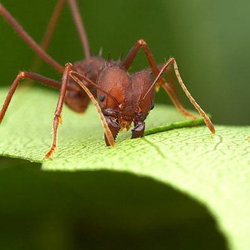 Imagen 6 de 7 de Cebo Mata Hormiga Cortadora Minera Mamboretá® Mirex-s 100gr