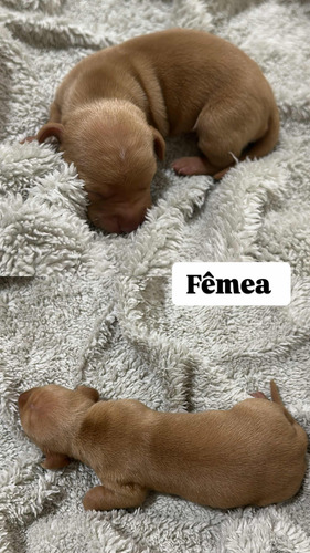 Vendo Filhotes De Dachshund