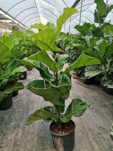 Imagen 3 de 4 de Planta Ficus Pandurata O Lyrata De 1 M A 1.5 M Frondosa
