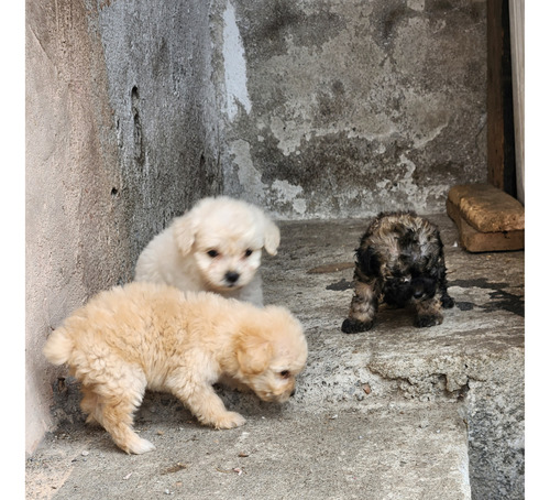 Hermosos Cachorros Poodle Miniatura 70 