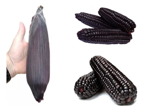 60 Sementes De Milho Preto Crioulo Peruano.