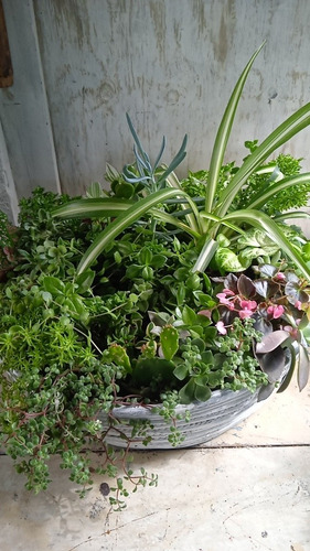Imagen 7 de 7 de Plantas Decoración, Exterior E Interior!