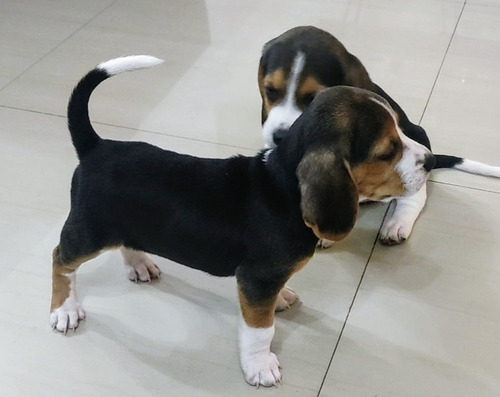 Cachorros Beagle