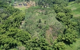 Imagen 8 de 30 de Venta Finca La Plata Palestina, Cod 5704605