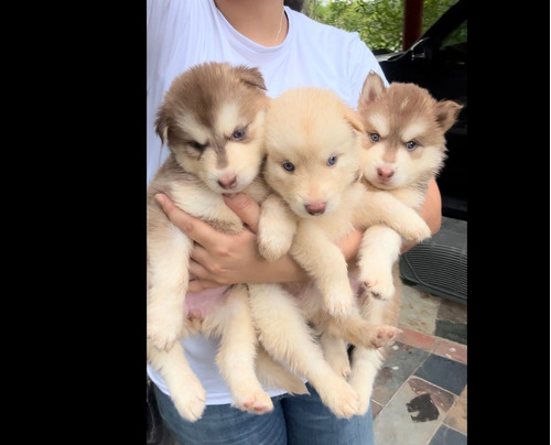 Husky Siberiano 