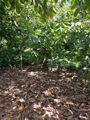Venta De Finca De Cacao Con 807 Tareas República Dominicana