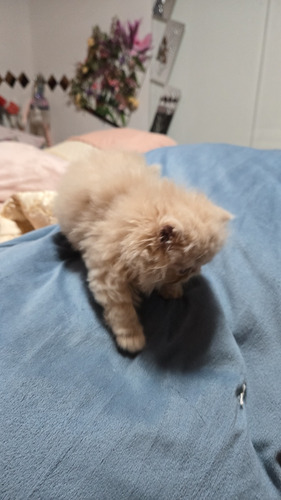 Os Dois São Lindos Filhotes De Gatos Persas