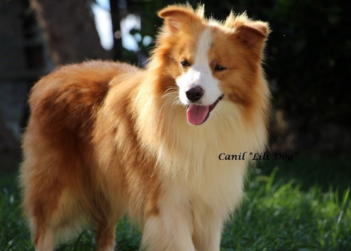 Filhotes De Border Collie, Linhagem Imp. De Campeões ! 