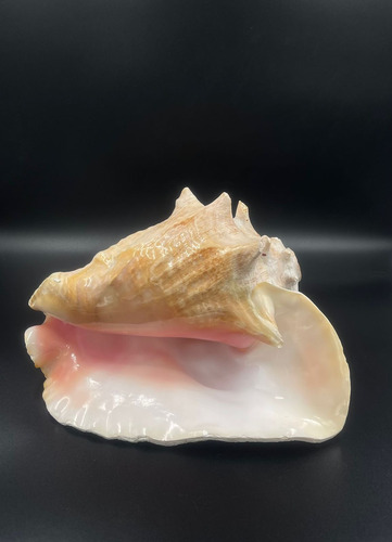 4 Caracolas De Mar Ceremonial, Con Perforacion Para Sonido