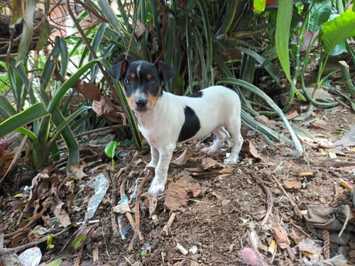 Cachorro Fox Terrier