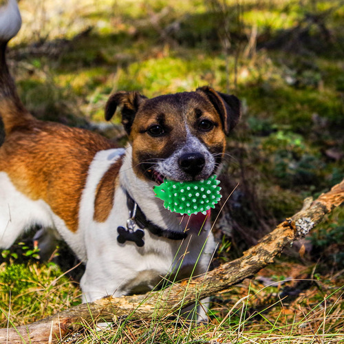 Juguetes De Látex Chirriante Para Perros, Juguetes Para Cach