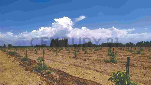 Imagen 7 de 19 de Campo Finca En Produccion Tunuyan Mendoza Valle De Uco