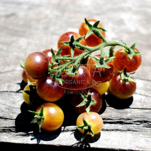 Semillas Tomate Cherry Blue Cream Berries! Cereza Bicolor