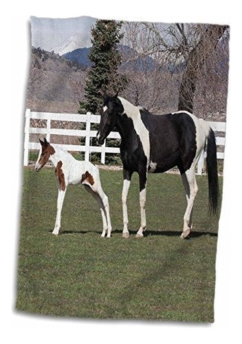 3d Rose Pinto Oldenburg Warmblood Yegua Y Potro-na02 Pwo005