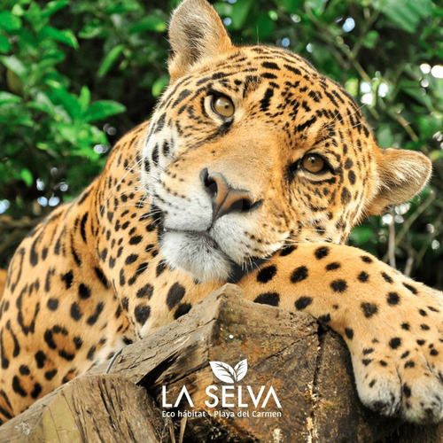 Terreno Residencial En Venta En Playa Del Carmen