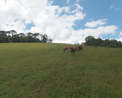 Imagem 30 de 30 de Fazenda Bem Localizada À Venda Em Juquitiba. - 15 - 32982853
