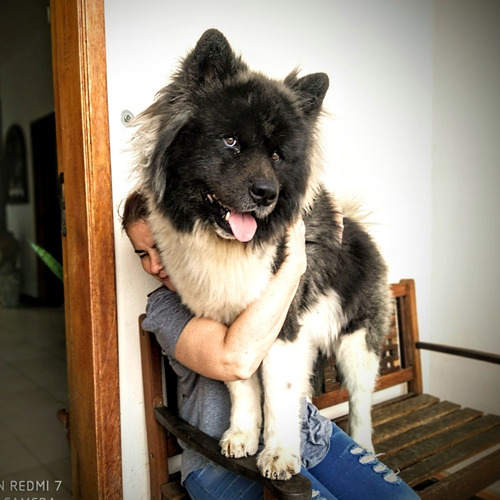 Imagen 2 de 4 de Akita Americano Para La Monta