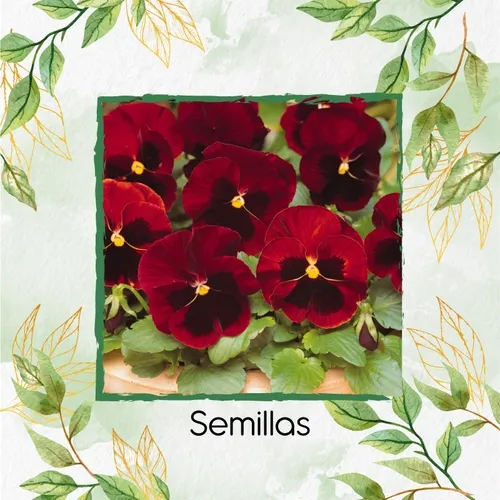 40 Semillas Flor Pensamiento Rojo + Obsequio Germinación
