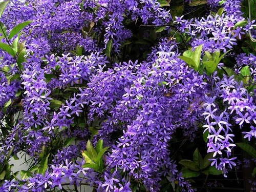 Imagem 3 de 5 de Muda De Flor De São Miguel - Petrea Volubilis - Trepadeira