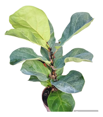 Arbol Ficus Lyrata Ideal Para Interior De Vivienda
