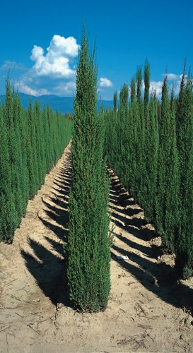 Semillas De Coniferas Variadas X 50 Unidades.