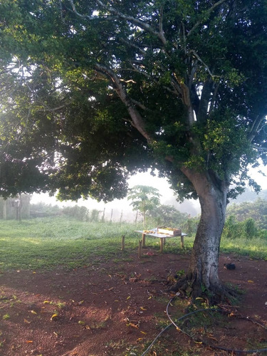Imagen 24 de 28 de Finca En Venta En El Estado Guarico